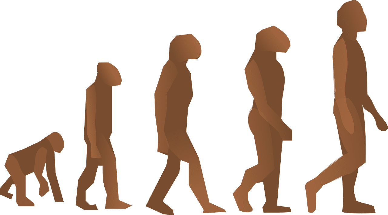 evolution, human, walking
